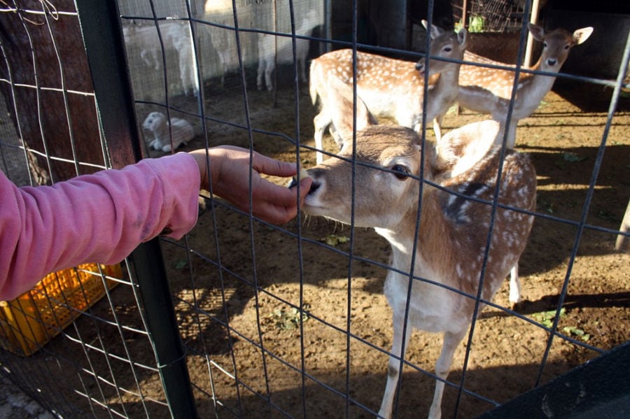 child caressing a deerin her cage at 'Ktima Golemi' farm